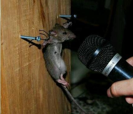 防止老鼠從水管窗戶爬進家裡，教你防鼠網DIY